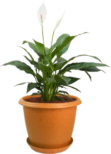 frookoon Plastic Garden Flower Pot - Image 2