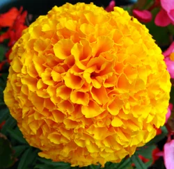 Yellow French Marigold Flower 250 g